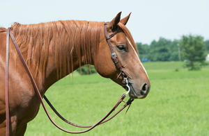 Headstalls and Reins